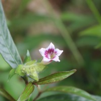 Strobilanthes glaucescens Nees